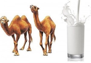 camel-milk1