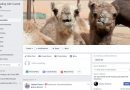گروه های شیر شتر در فیس بوک (۱) – گروه درمان با شیر شتر
